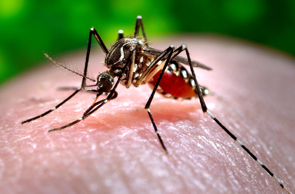 Puede que tenga dengue, ¿y ahora qué?